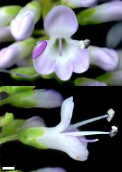 Veronica parviflora. Flowers. Scale = 1 mm.
 Image: P.J. Garnock-Jones © P.J. Garnock-Jones CC-BY-NC 3.0 NZ